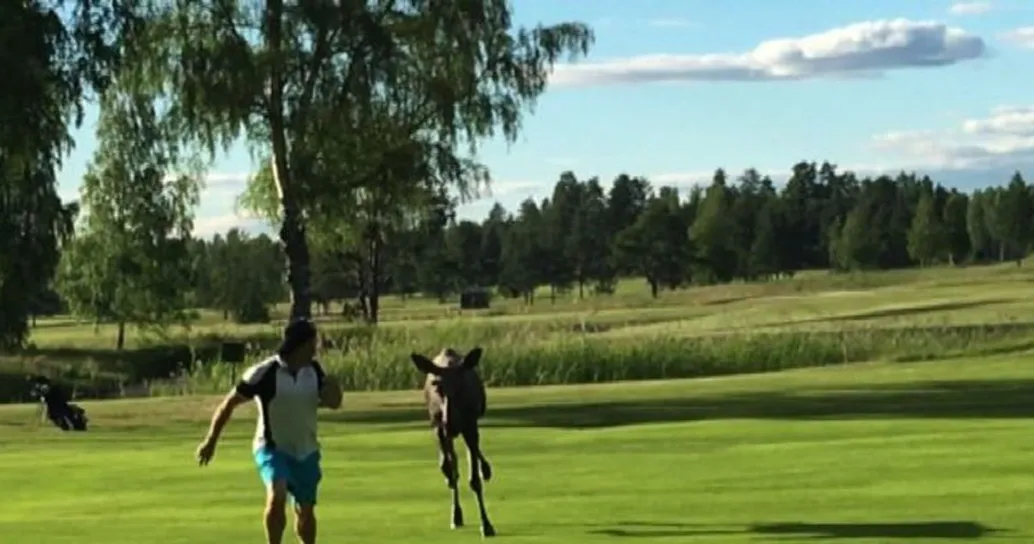Sfida tra alce e giocatore di golf per il dominio del green