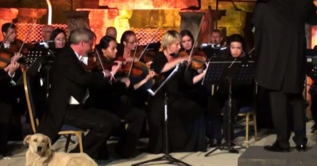 Il cane accucciato vicino all’orchestra: il video è virale