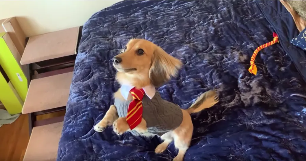 Ecco Remus, il cane che risponde a tutti gli incantesimi di Harry Potter