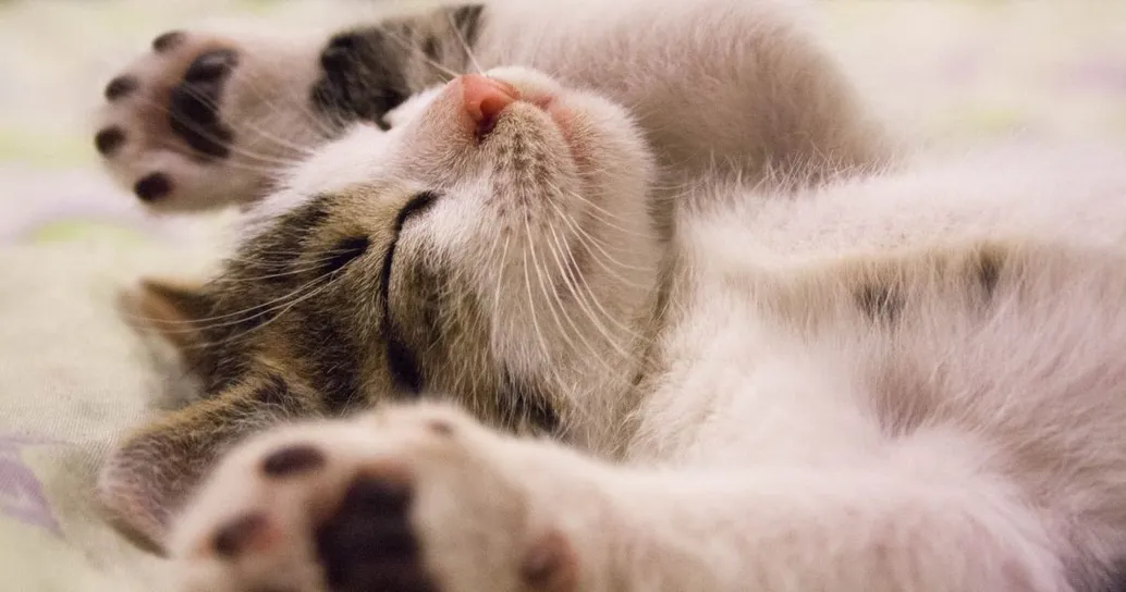 Nevrotico o socievole, tale gatto tale proprietario