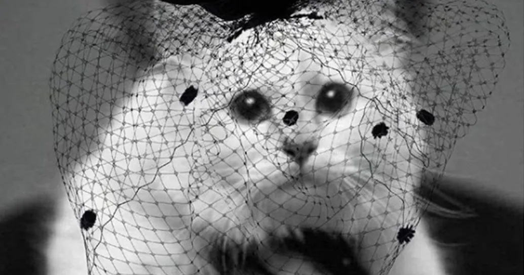 Choupette, la gatta “orfana” di Karl Lagerfeld, è in lutto su Instagram
