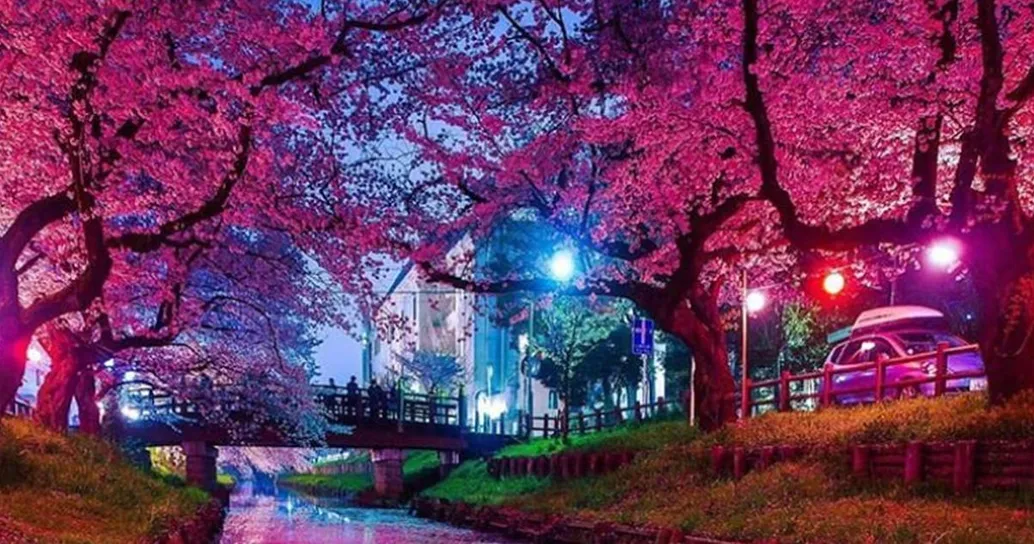 Primavera in anticipo in Giappone: ecco la straordinaria fioritura dei ciliegi