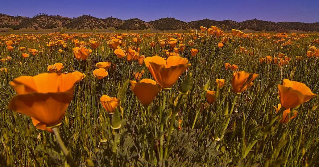 La fioritura dei papaveri in California è un vero spettacolo
