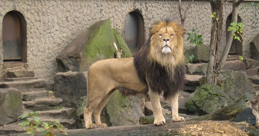 Organizzano una raccolta fondi per comprare uno zoo e trasformarlo in un centro di riabilitazione per animali
