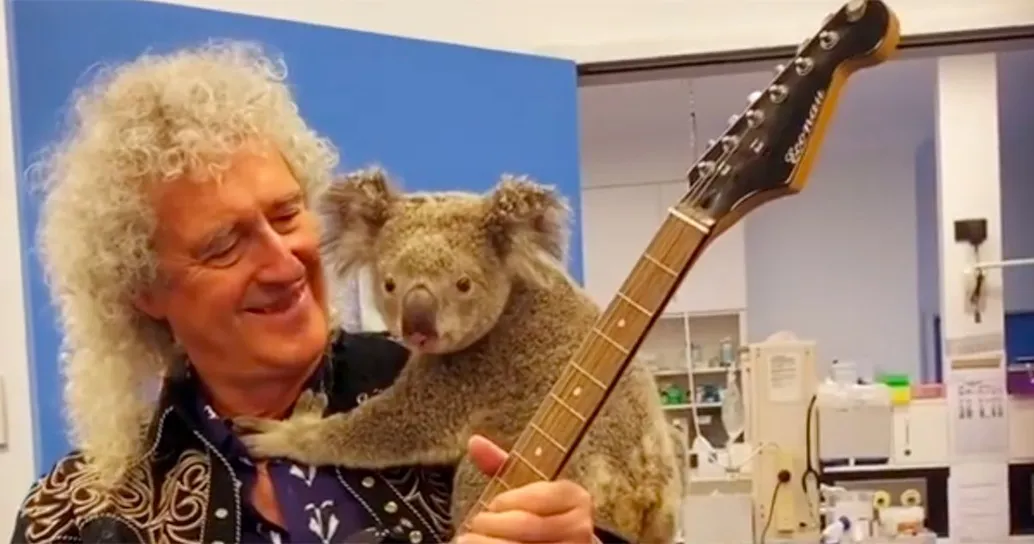 Brian May: in Australia suona in compagnia di un dolcissimo Koala