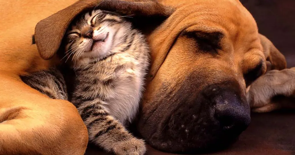 Un aiuto concreto anche per chi ha degli animali in casa