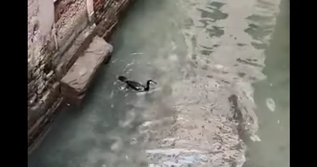 Senza i veneziani, i cormorani vanno a pesca nei canali
