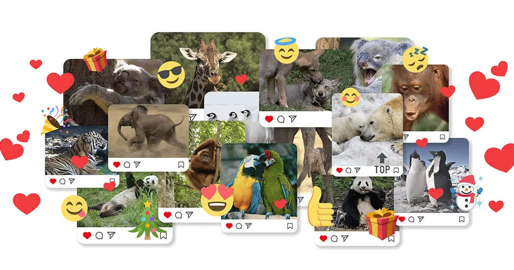 Questo Natale, il cuore delle stelle è insieme a WWF per salvare le specie in pericolo