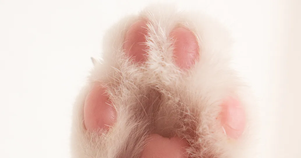 Eryn Galen Forlindon, per gli amici Poldo, è stato eletto il gatto più bello del mondo