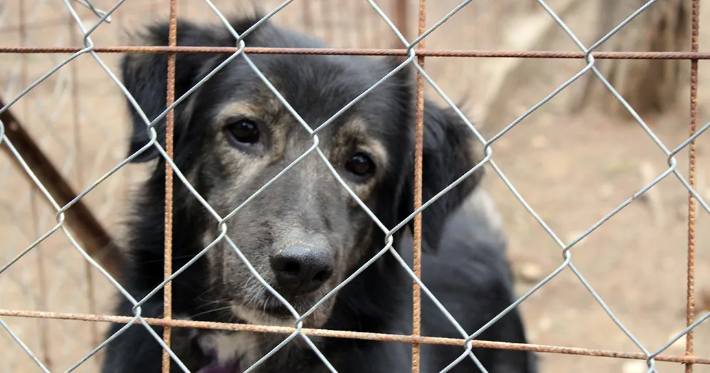 Svolta storica in Corea del Sud: dal 2027 mangiare carne di cane sarà definitivamente illegale