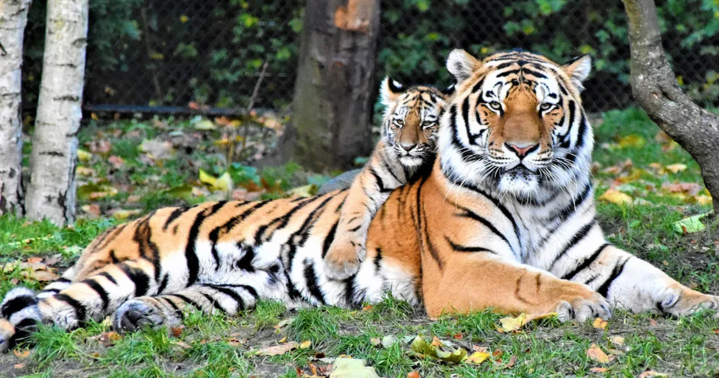 In Thailandia avvistata una tigre con i suoi cuccioli: evento raro per la specie a rischio estinzione