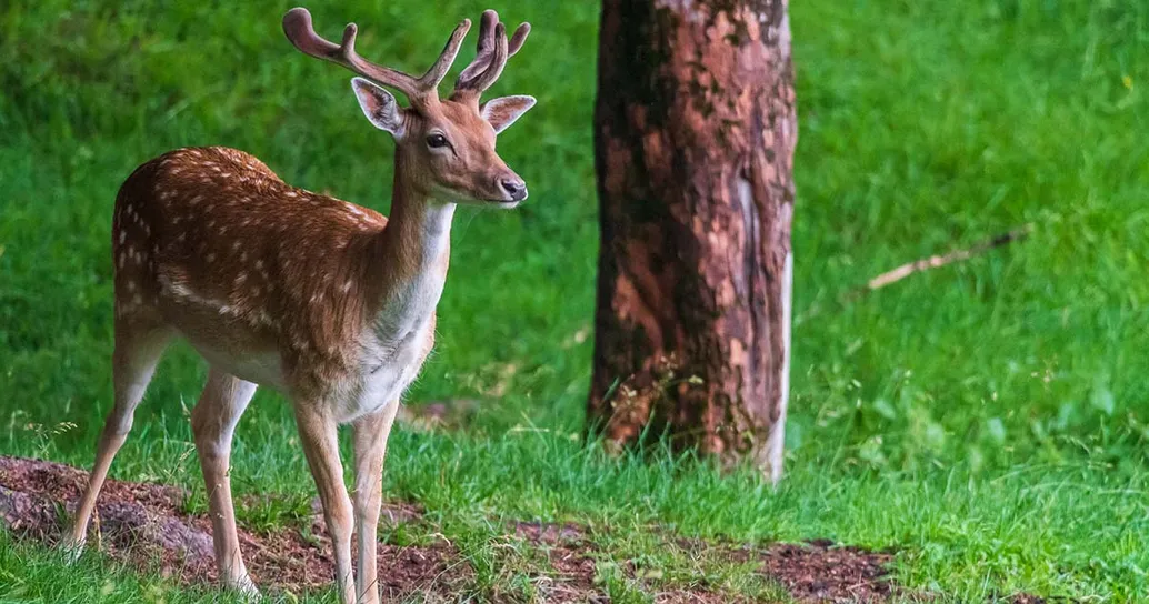 In Calabria è nato un piccolo di cervo italico: il video dei primi passi con la mamma