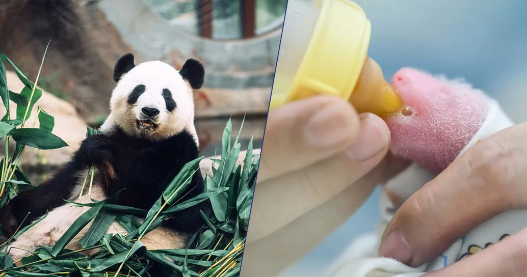 La nascita che ha sorpreso il mondo: Ying Ying, la panda gigante più anziana al mondo, ha dato alla luce due gemelli