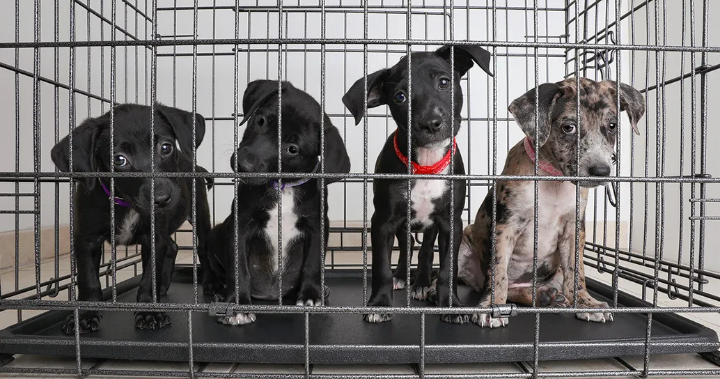 New York dice basta: stop alla vendita di cani, gatti e conigli nei negozi di animali, ecco perché