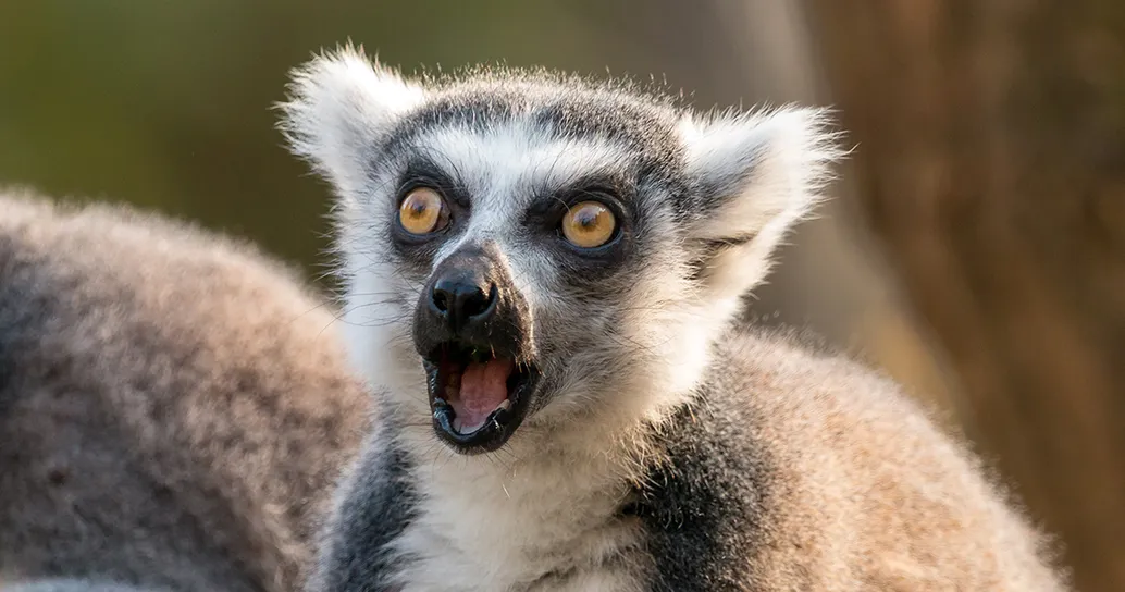 Centinaia di lemuri e tartarughe tornano in Madagascar: una vittoria contro il traffico illegale