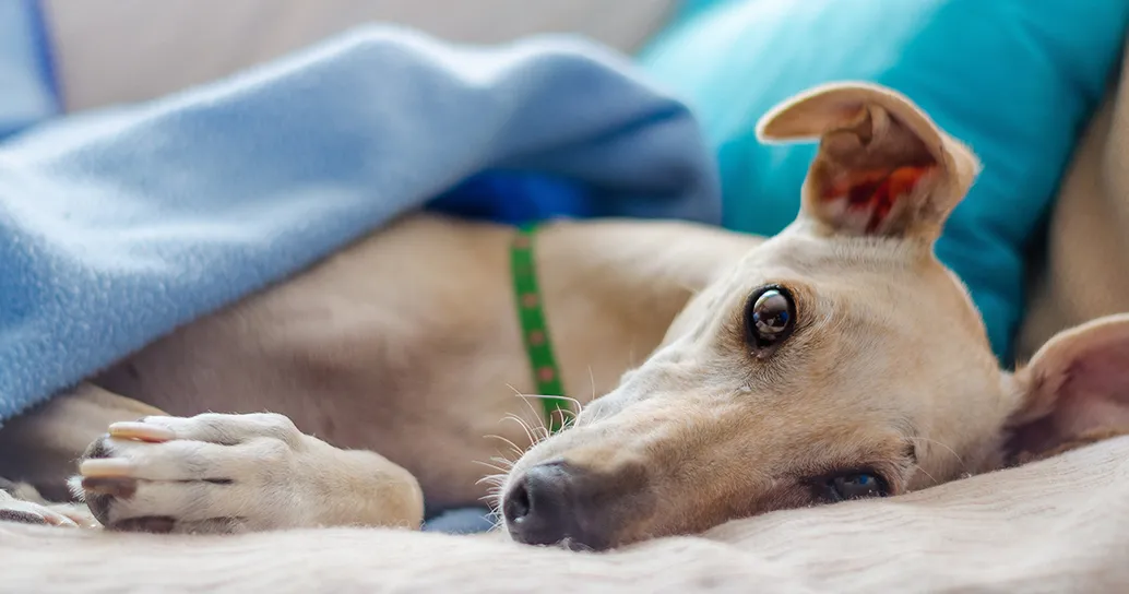 La Nuova Zelanda dice basta alle corse dei levrieri per preservare il benessere degli animali