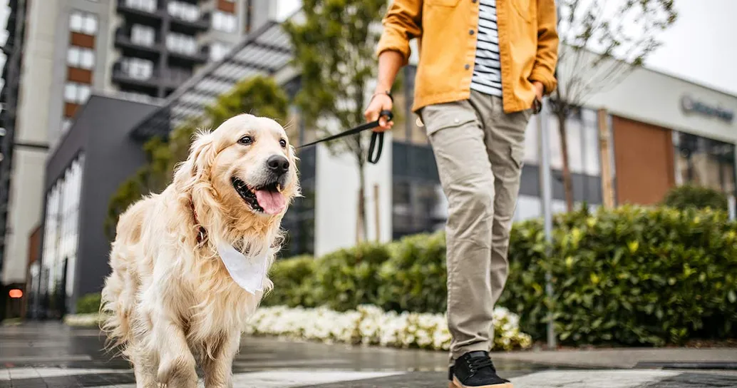 Lutto per la perdita di un animale domestico: la proposta di legge arriva in Italia