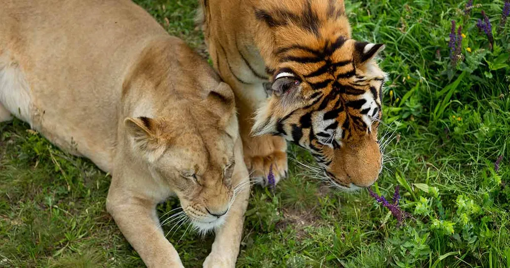 Libertà per tigri e leoni: in Italia il primo intervento contro l’uso illegale di animali nei circhi