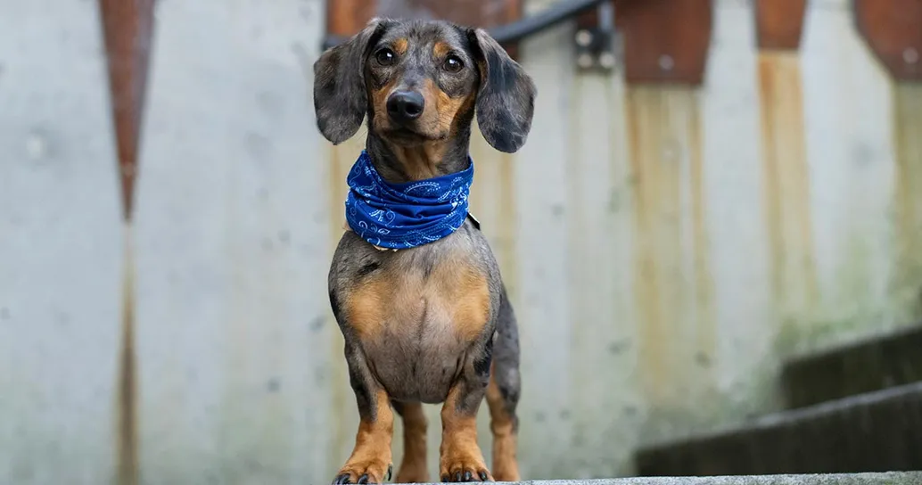 Il tribunale di New York non ha dubbi: anche i cani fanno parte della famiglia, la decisione per il bassotto investito da un’auto
