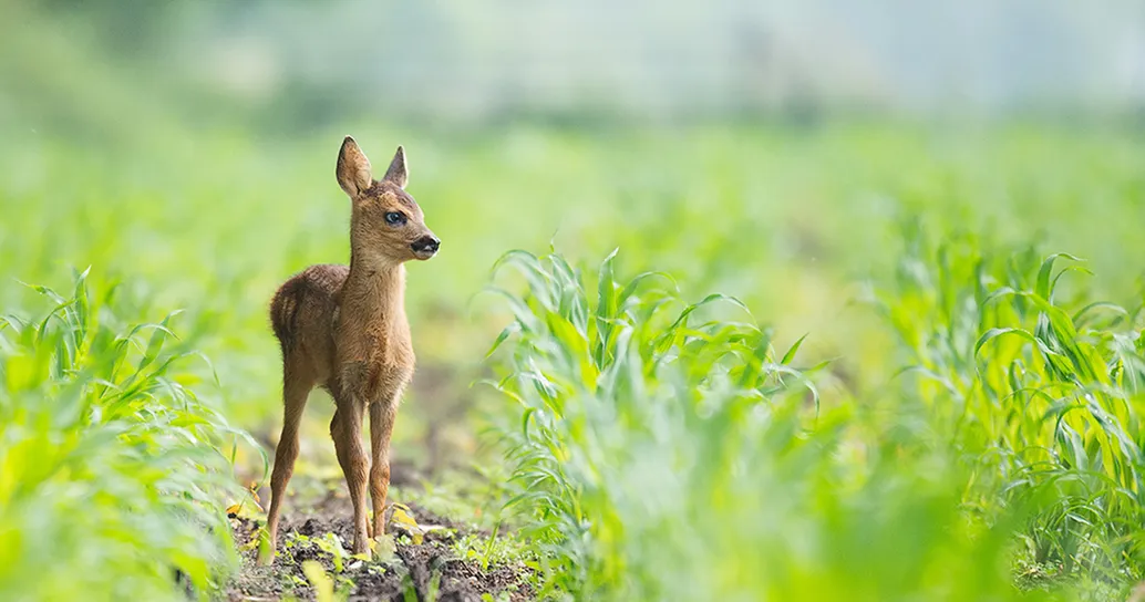In Svizzera più di 6000 cuccioli di capriolo sono stati salvati da una triste fine grazie alla tecnologia (e alla buona volontà)