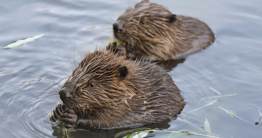 Il ‘castoro più solo della Svizzera’ diventa papà: la nascita dei suoi cuccioli è un segnale di speranza