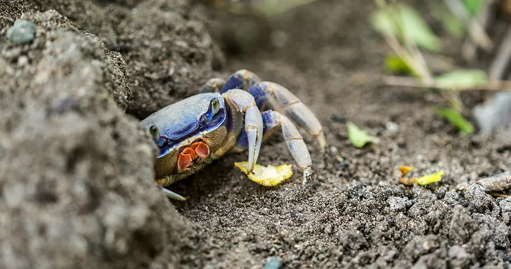 L’invenzione tutta italiana che potrebbe salvare i nostri mari dalla minaccia del granchio blu è ecologica e senza crudeltà