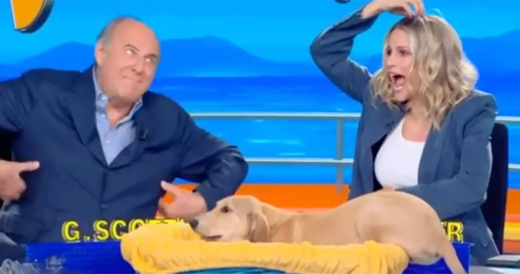 Striscia la Notizia torna in tv? Come cambia il palinsesto con la sfida tra Affari Tuoi e La Ruota della Fortuna