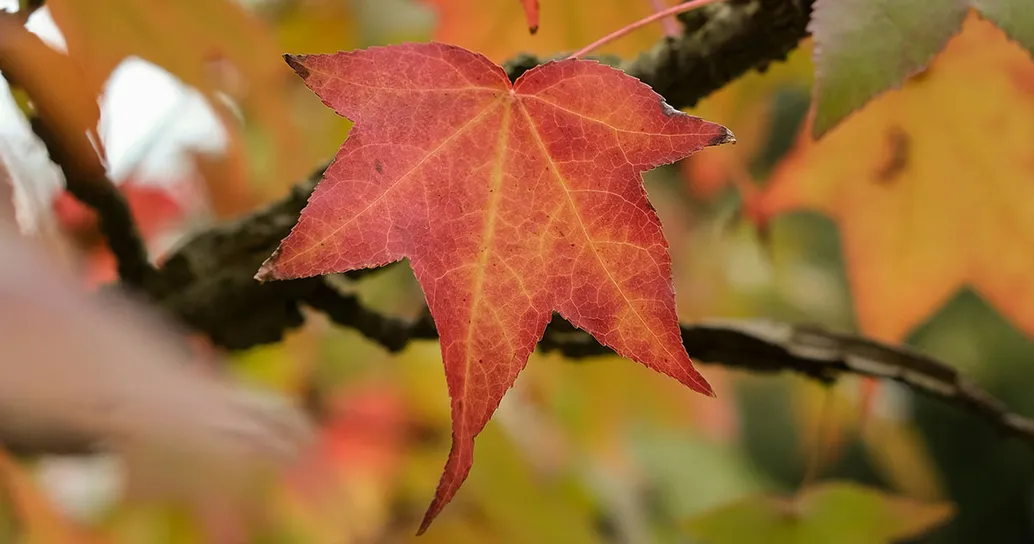 Le 10 tappe imperdibili in Italia per ammirare il foliage autunnale