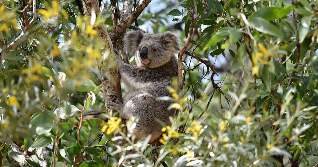 Questo parco da 475.000 ettari proteggerà i Koala dal rischio di estinzione