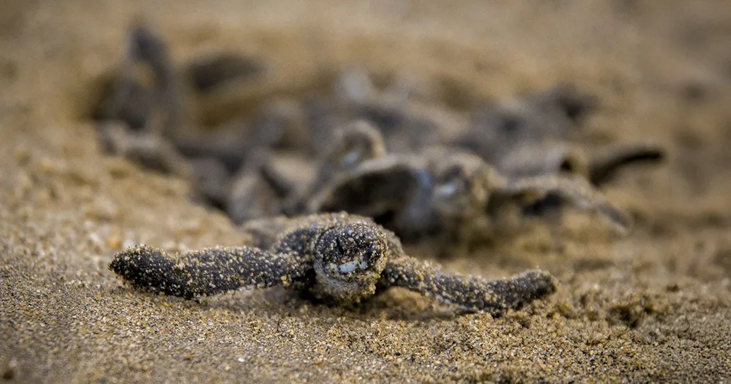 L’Italia festeggia un traguardo incredibile: nel 2025 è record di nidi di tartaruga Caretta caretta sulle nostre coste