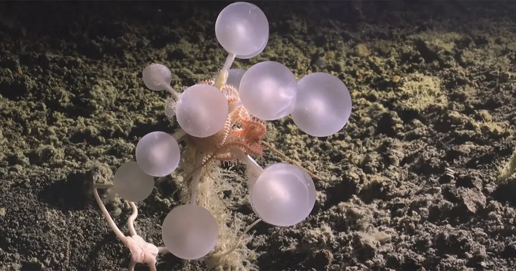 Incredibile! Scoperte 30 nuove specie marine nell’Oceano Antartico: c’è anche una spugna carnivora chiama “death ball”