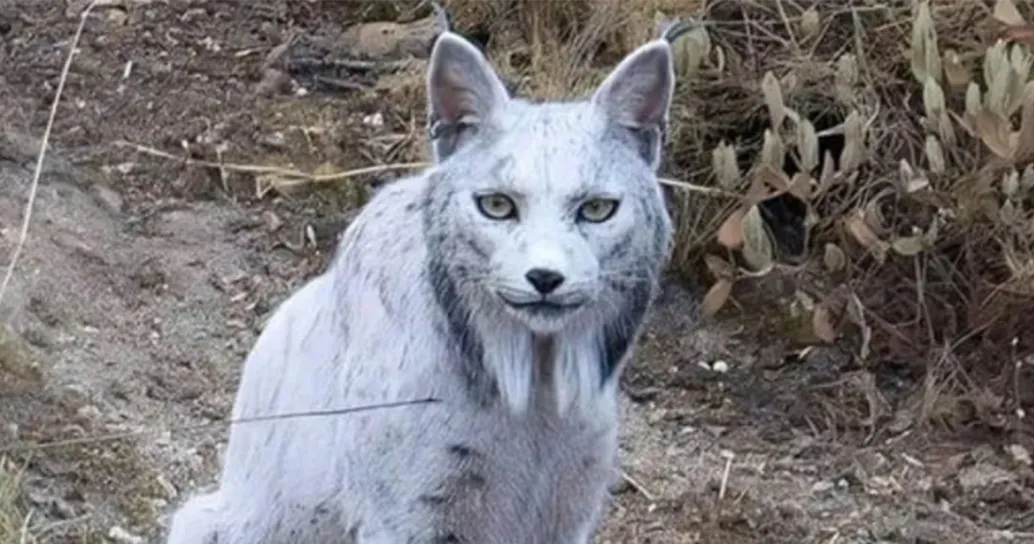 In Spagna è stata fotografato “il fantasma bianco”, una rarissima lince iberica leucistica