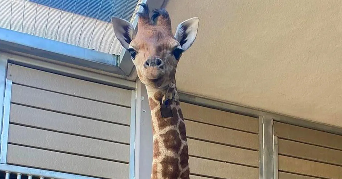 Msituni la piccola giraffa che  tornata a camminare grazie a tutori speciali