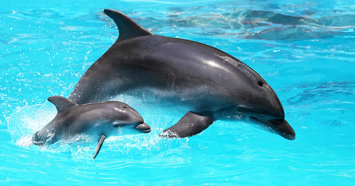 Oltre 70 delfini con cuccioli filmati nel Golfo dell’Asinara: il video dell’avvistamento in Sardegna emoziona il web