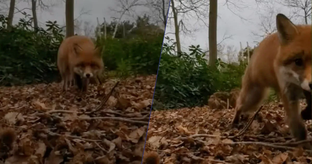 La volpe ruba il cellulare e se lo porta via nel bosco il video diventa virale