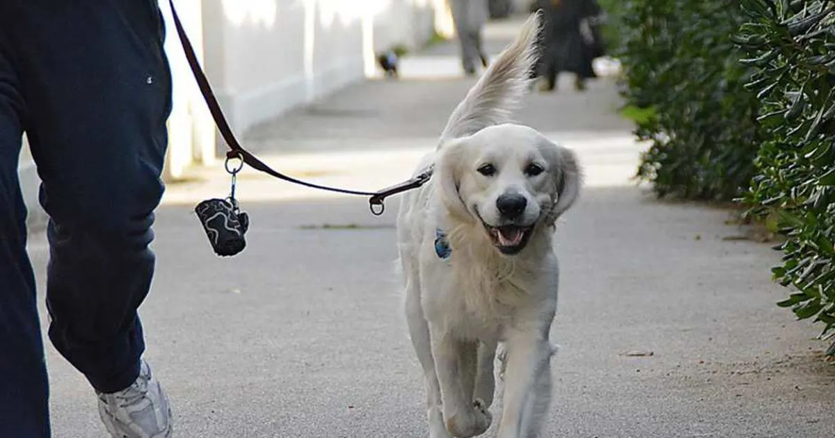 Pi giovani con i cani