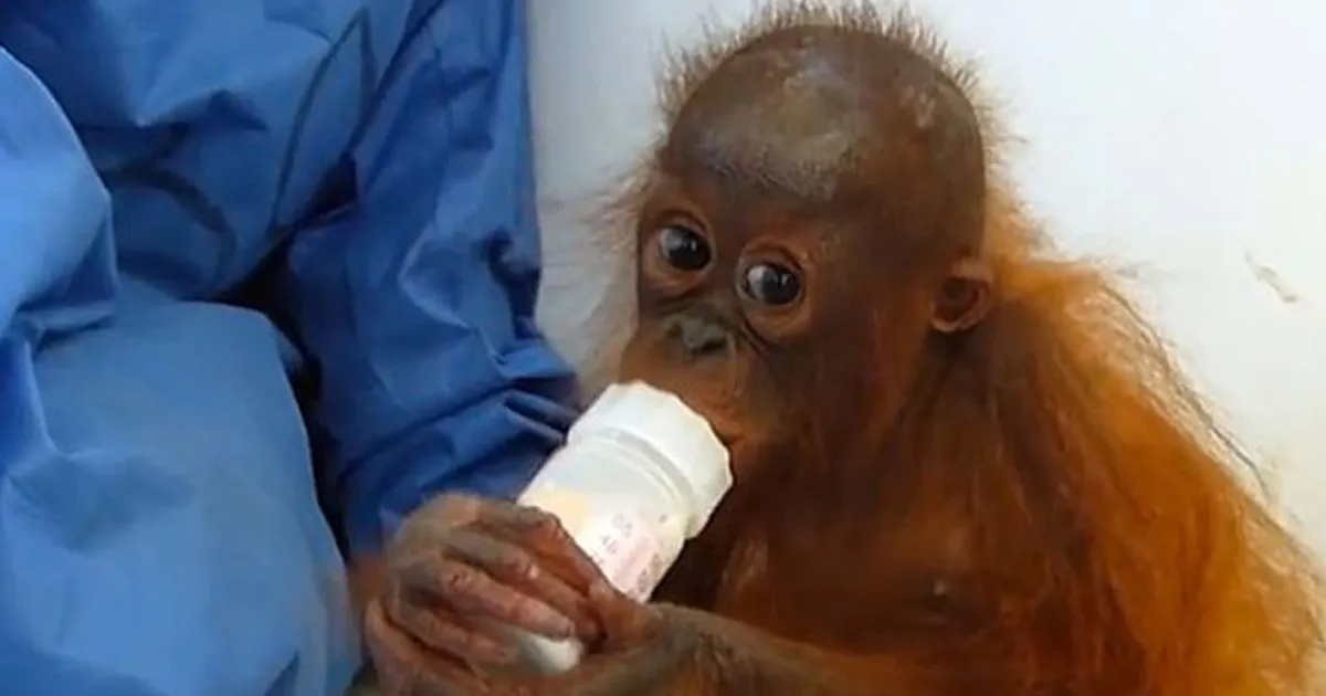 Joss l8217orango portato via alla mamma che non pu far altro che abbracciare s stessa video