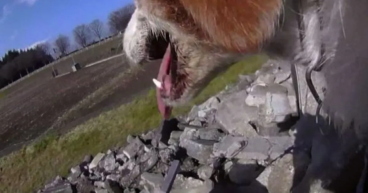 8220Robodog8221 il cane che gira con il Gps per salvare le persone