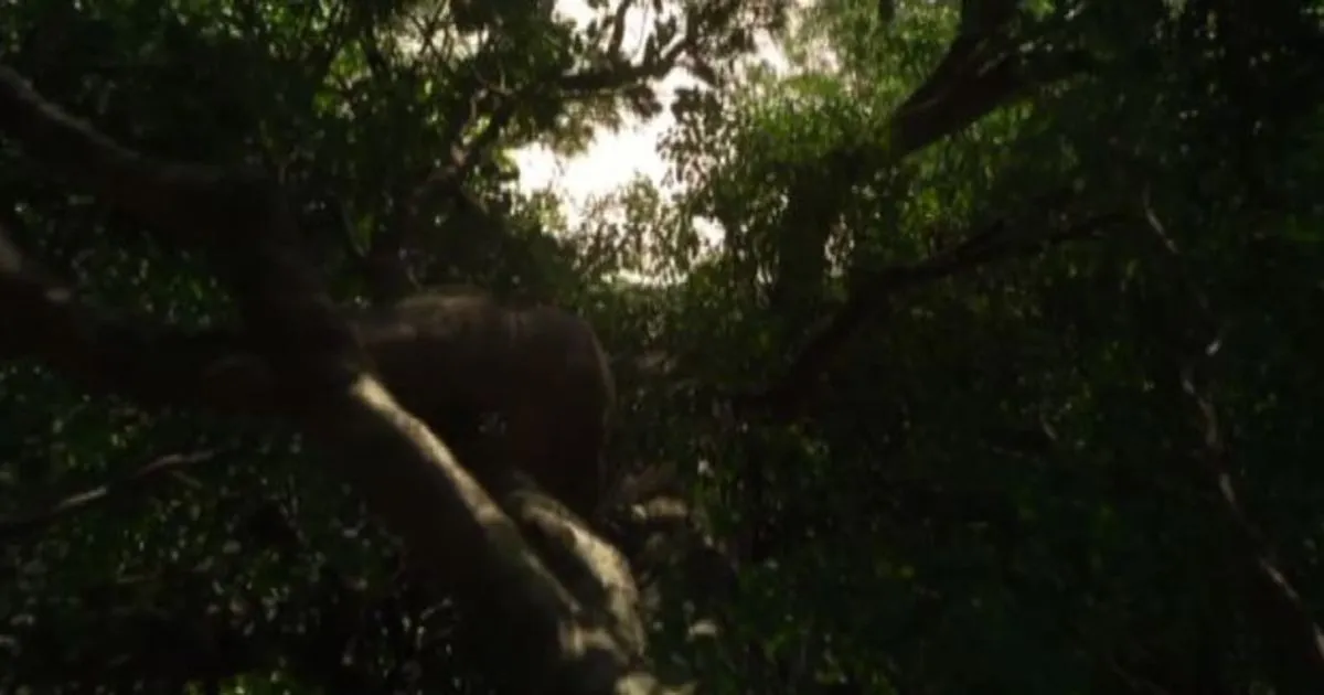 Servillo io guida di Mowgli nella Giungla Disney per miei figli