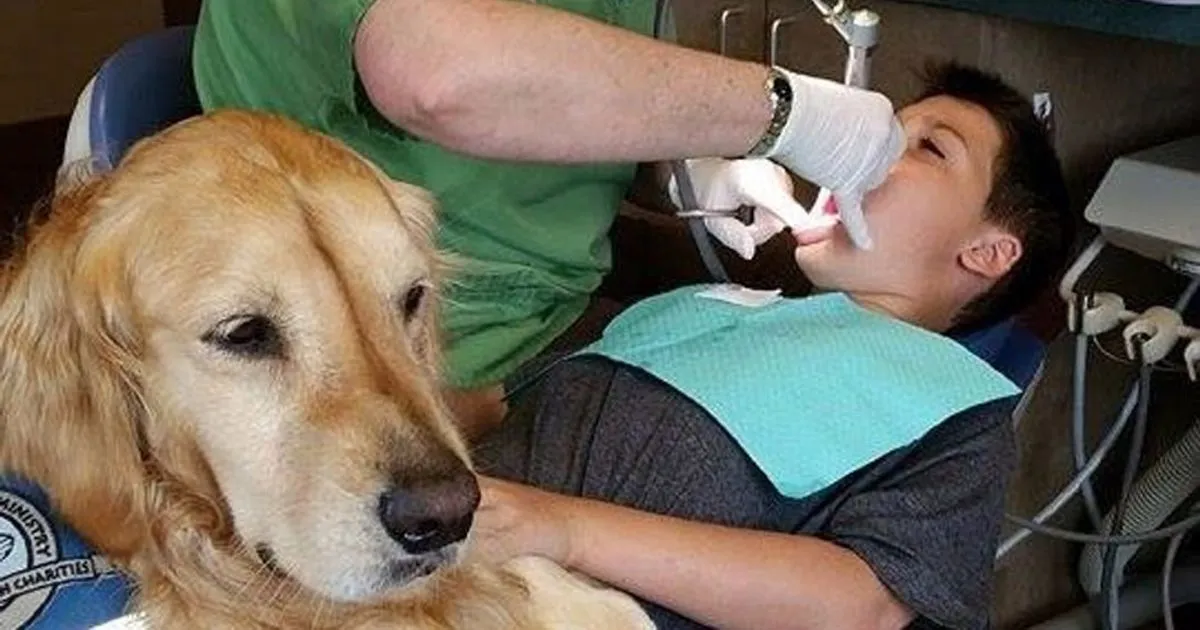 Il cane che consola i bimbi spaventati dal dentista