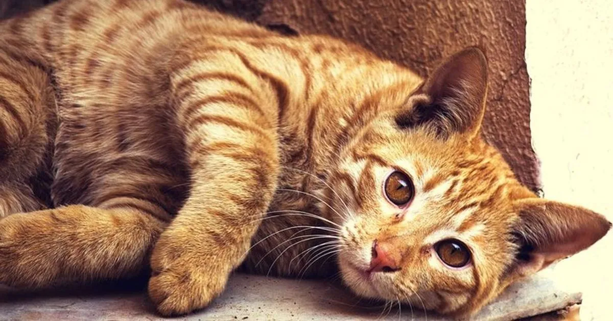 Il linguaggio dei gatti esiste ed  stato decifrato