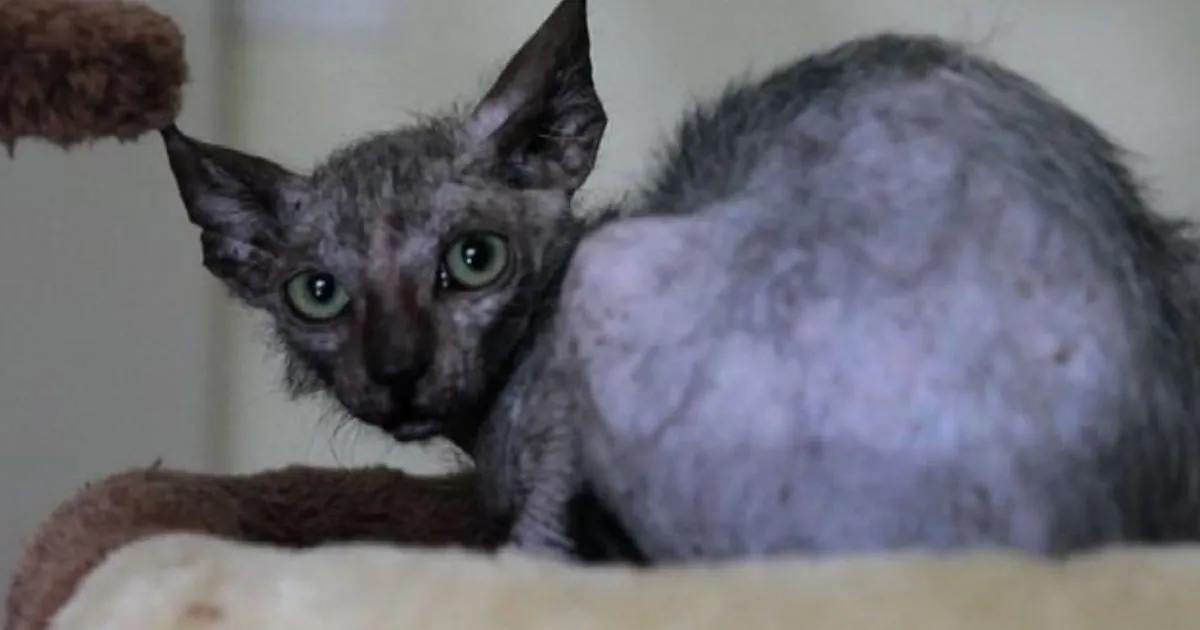 Trovato in Sudafrica un 8220gatto lupo8221 le immagini del Lykoy Cat