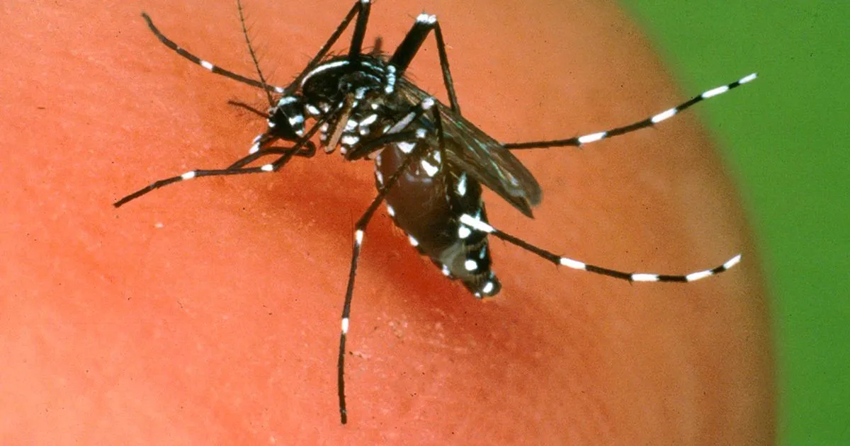 Zanzare in arrivo ecco chi colpiscono e perch