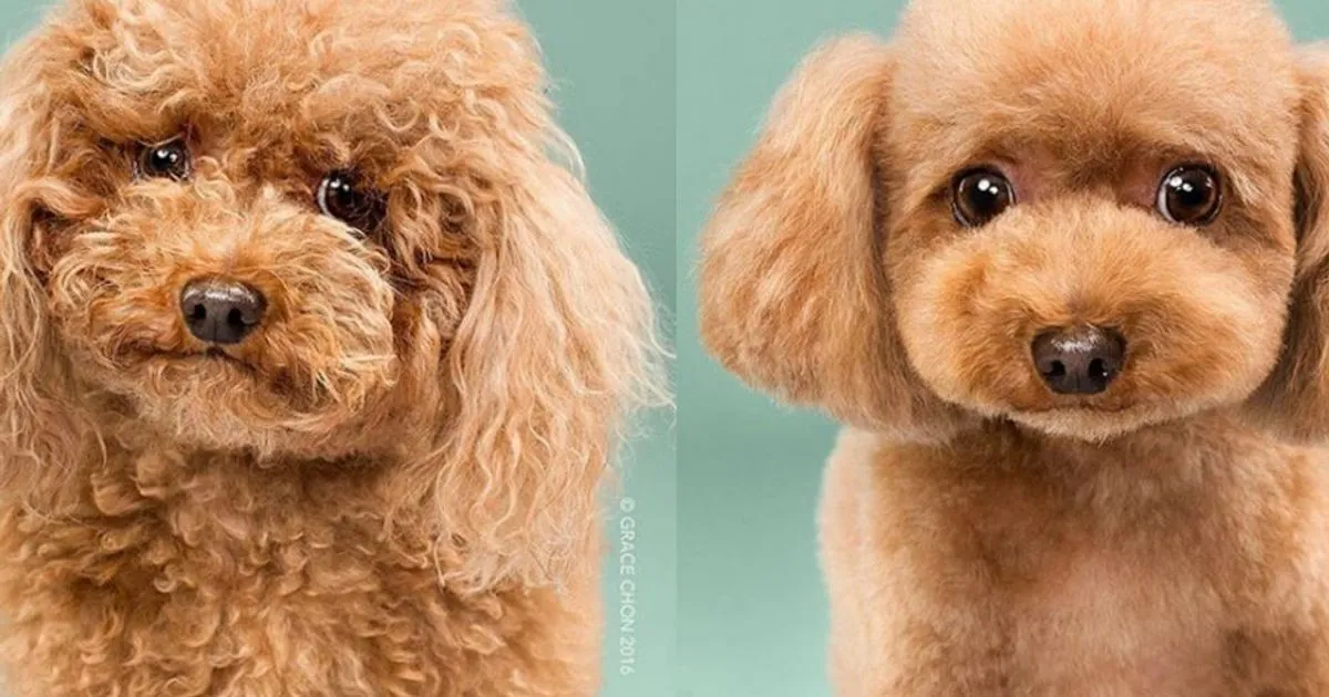 Questi cagnolini prima e dopo il 8216dog grooming8217 sono dolcissimi