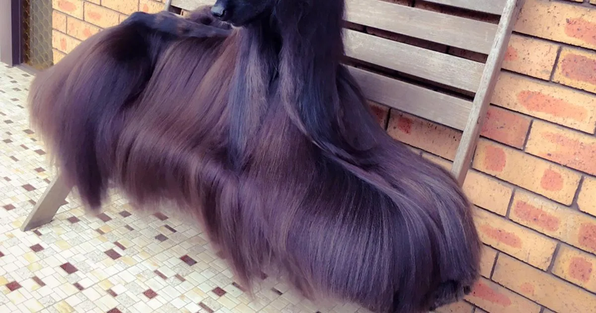 Tea il Levriero Afgano con i 8220capelli8221 da star