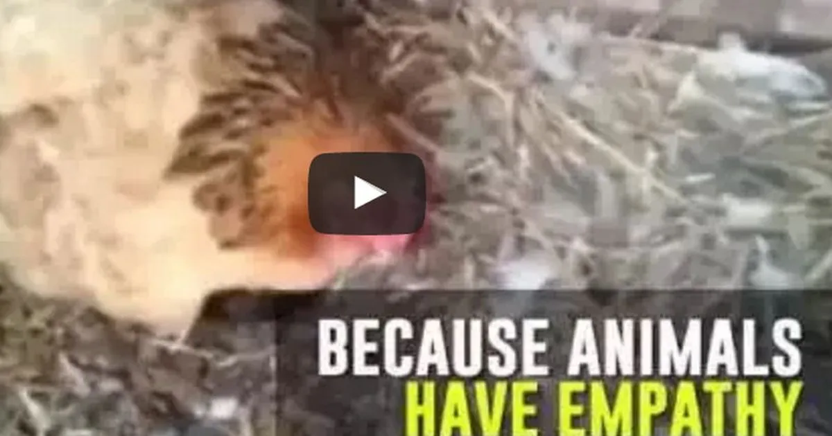 Il video della gallina che non cova l8217uovo