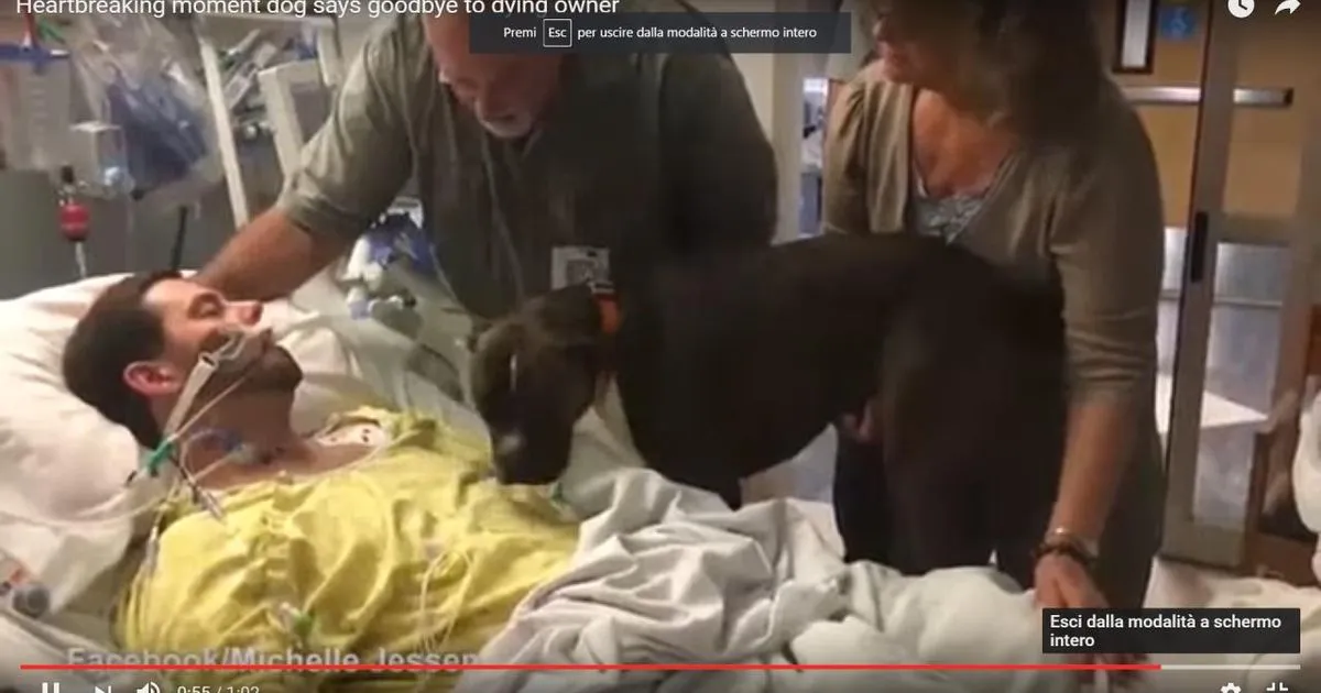 L8217ultimo straziante saluto del cane al proprietario in fin di vita8230