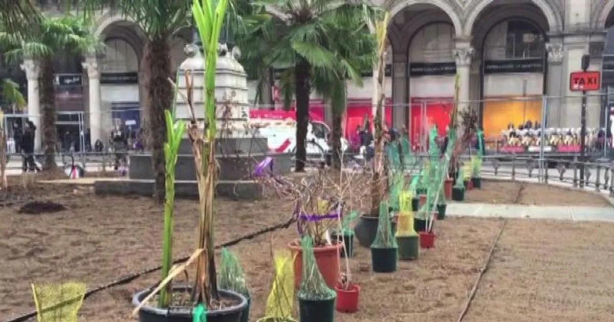 Dopo le palme in piazza Duomo a Milano arrivano i banani
