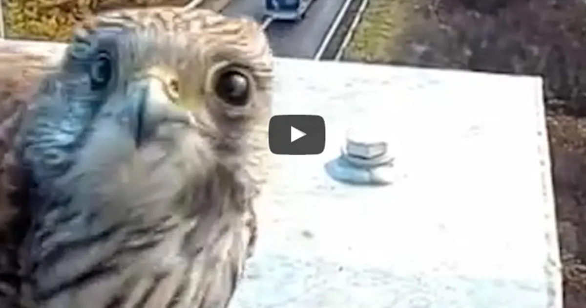 Il piccolo falco va a trovare ogni giorno l8217amica telecamera