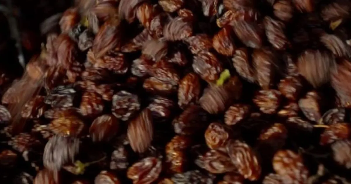 Le prugne secche della California un superfood per tutte le et